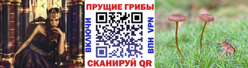 Псилоцибиновые грибы Magic Shrooms  Купить закладки  Лыткарино 